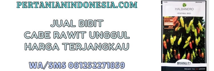 jual,jual bibit cabe,jual bibit cabe rawit,jual bibit cabe rawit murah,pertanian indonesia